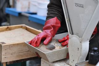 Zabíjení kaprů do ulic měst nepatří. Nekažme si Vánoce tímto barbarstvím - Médium.cz